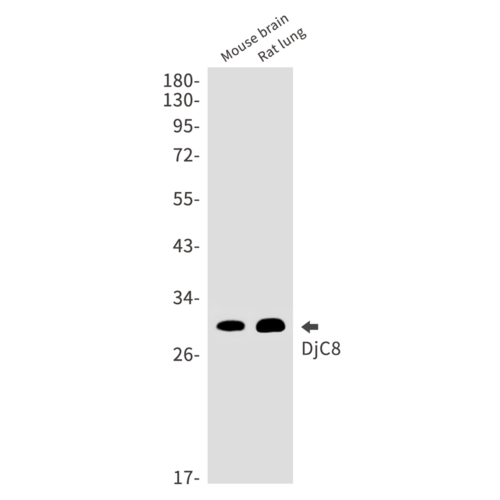 Rabbit Monoclonal Antibody to DNAJC8