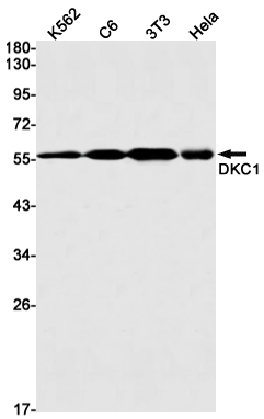 Rabbit Monoclonal Antibody to DKC1