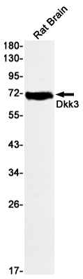 Rabbit Monoclonal Antibody to DKK3