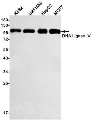 Rabbit Monoclonal Antibody to DNA Ligase IV