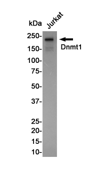 Rabbit Monoclonal Antibody to Dnmt1