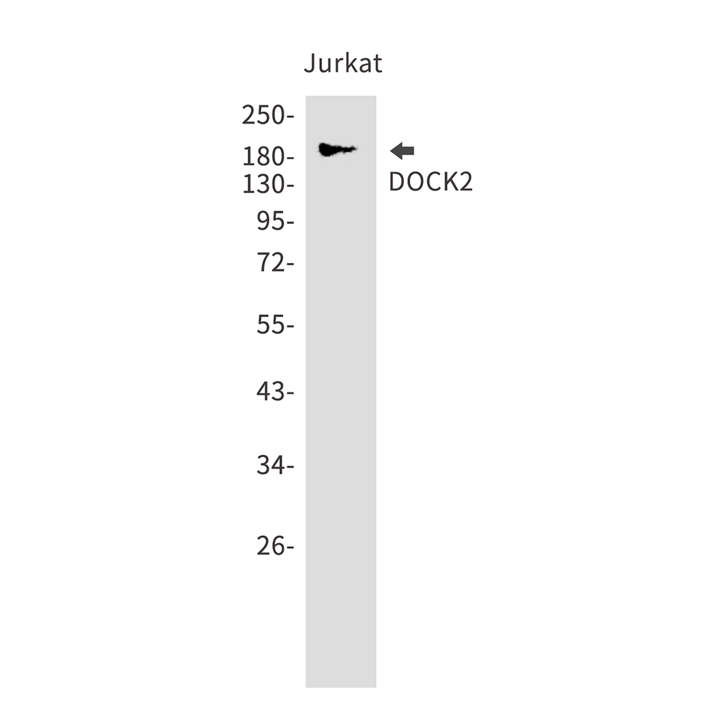 Rabbit Monoclonal Antibody to DOCK2