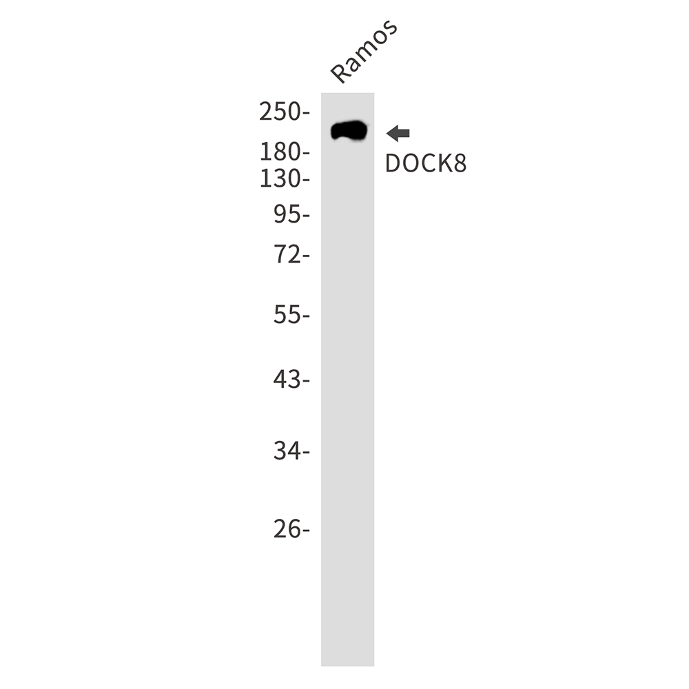 Rabbit Monoclonal Antibody to DOCK8