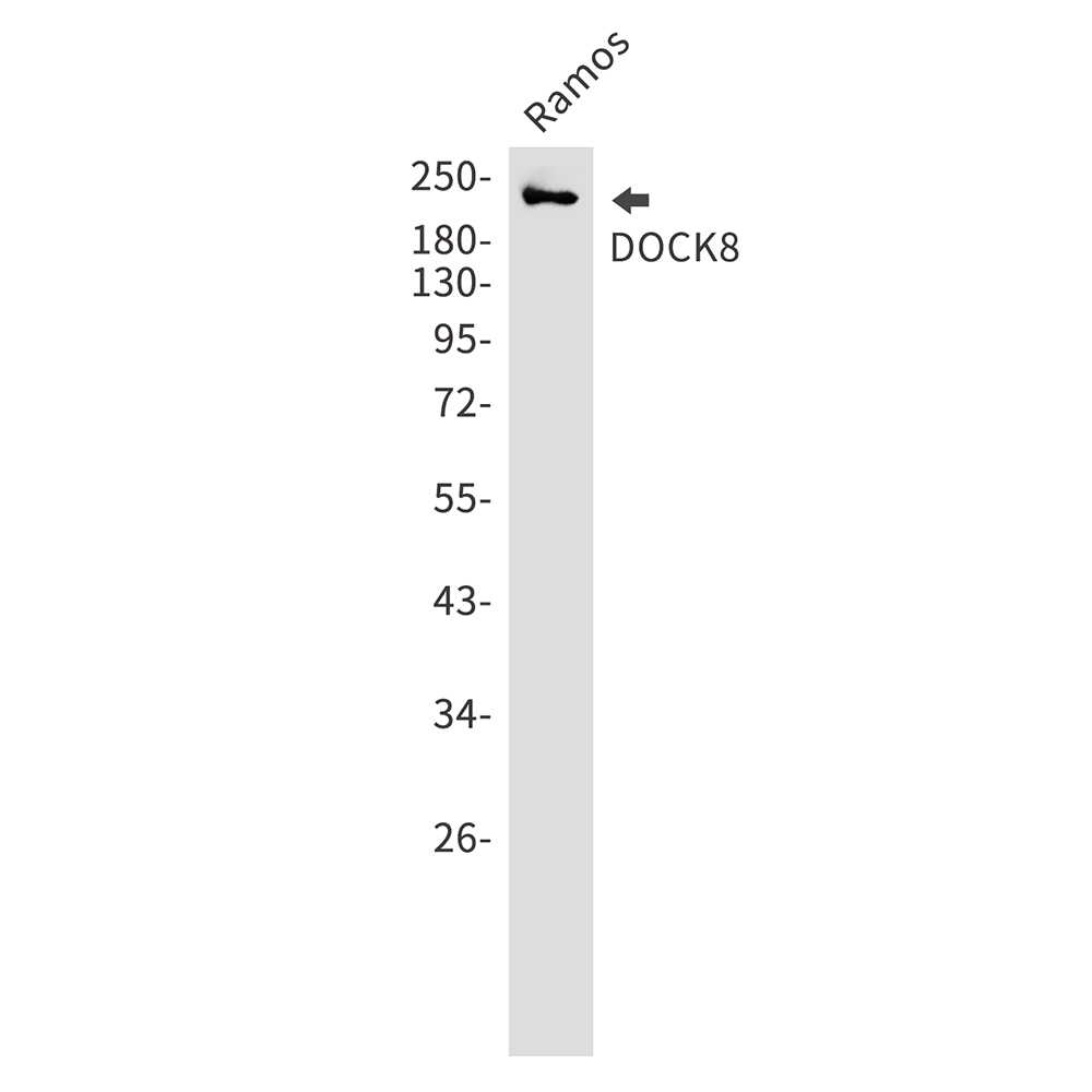 Rabbit Monoclonal Antibody to DOCK8