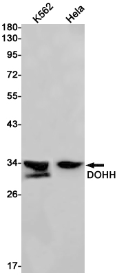 Rabbit Monoclonal Antibody to DOHH