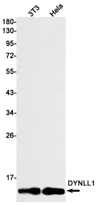 Rabbit Monoclonal Antibody to DYNLL1