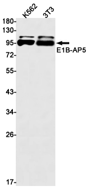 Rabbit Monoclonal Antibody to E1B AP5