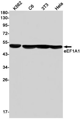 Rabbit Monoclonal Antibody to Elongation Factor 1A1