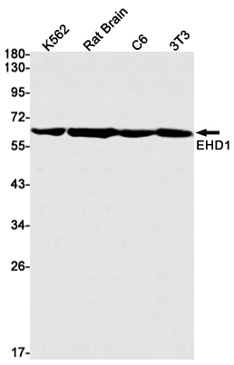 Rabbit Monoclonal Antibody to EHD1