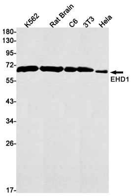 Rabbit Monoclonal Antibody to EHD1