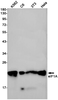 Rabbit Monoclonal Antibody to eIF1A