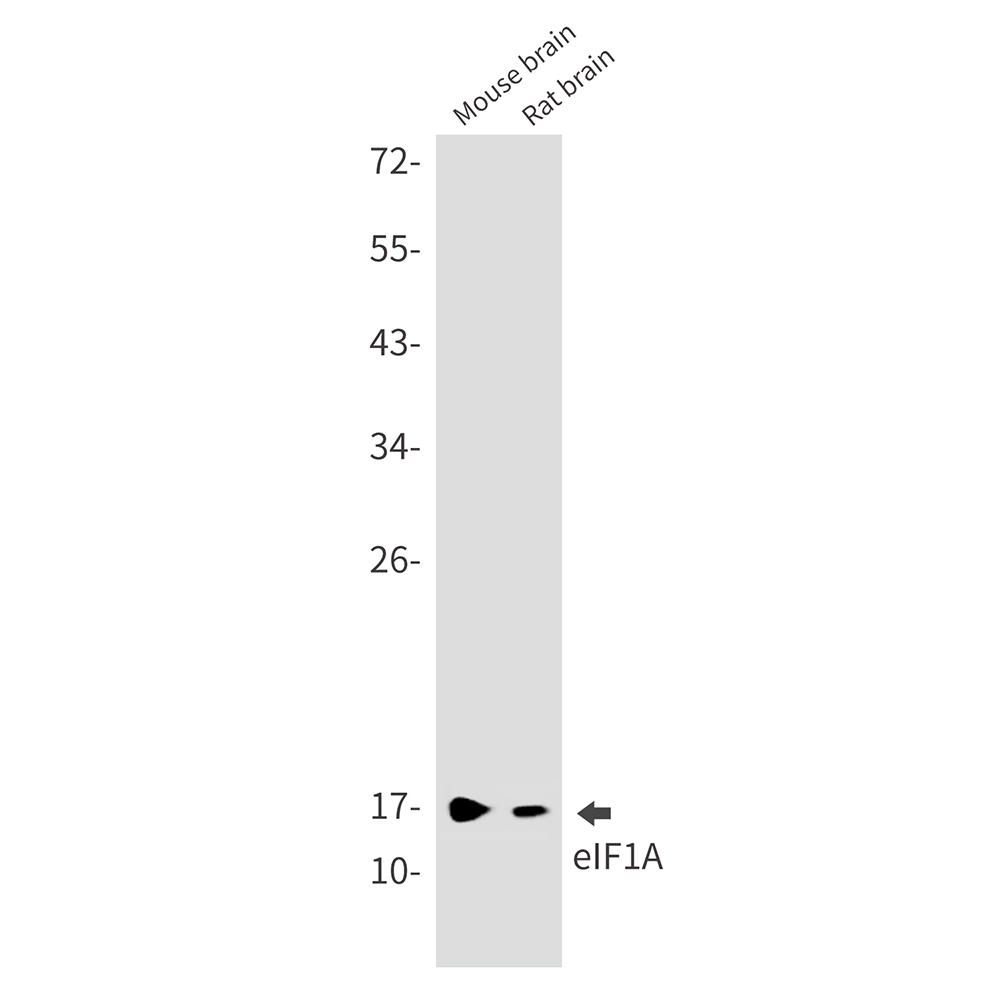 Rabbit Monoclonal Antibody to eIF1A