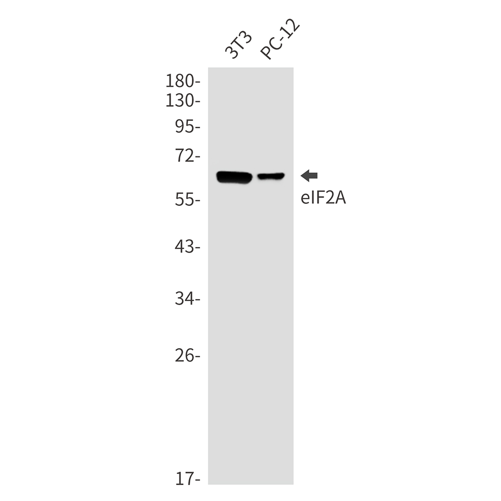 Rabbit Monoclonal Antibody to eIF2A