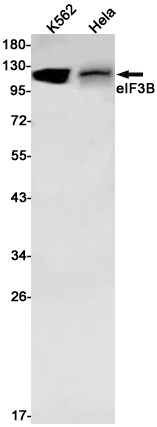 Rabbit Monoclonal Antibody to eIF3B