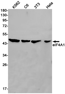 Rabbit Monoclonal Antibody to eIF4A1