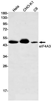 Rabbit Monoclonal Antibody to eIF4A3