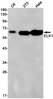 Rabbit Monoclonal Antibody to ELK1