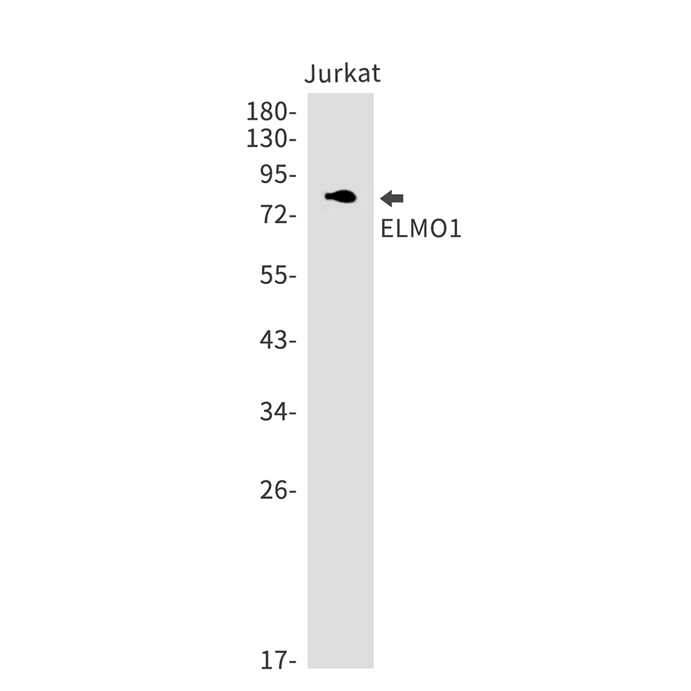 Rabbit Monoclonal Antibody to ELMO1