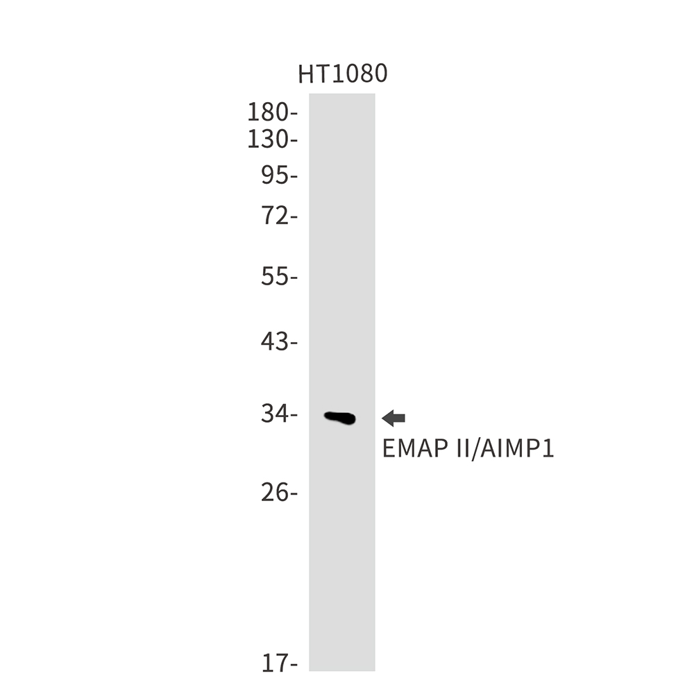 Rabbit Monoclonal Antibody to EMAP II