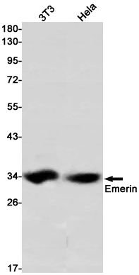 Rabbit Monoclonal Antibody to Emerin