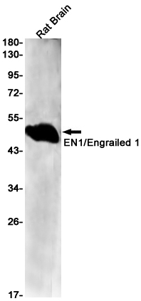 Rabbit Monoclonal Antibody to EN1