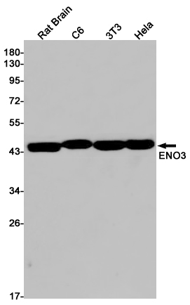 Rabbit Monoclonal Antibody to ENO3