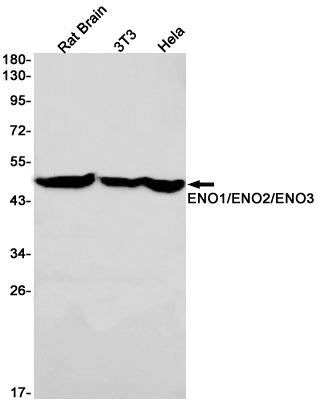 Rabbit Monoclonal Antibody to ENO1/2/3