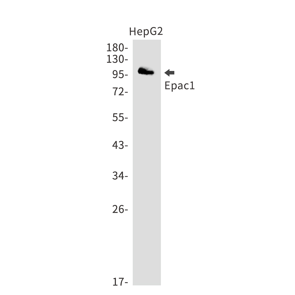 Rabbit Monoclonal Antibody to Epac1