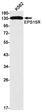 Rabbit Monoclonal Antibody to EPS15R