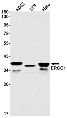 Rabbit Monoclonal Antibody to ERCC1