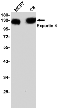 Rabbit Monoclonal Antibody to XPO4