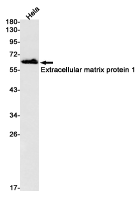 Rabbit Monoclonal Antibody to Extracellular Matrix Protein 1