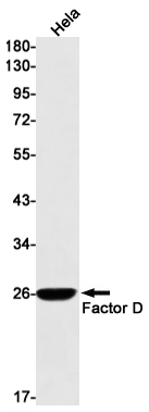 Rabbit Monoclonal Antibody to Factor D