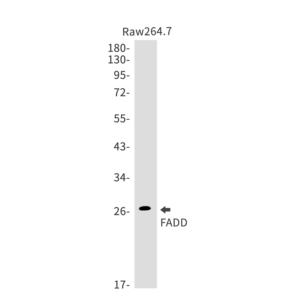 Rabbit Monoclonal Antibody to FADD