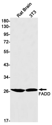 Rabbit Monoclonal Antibody to FADD