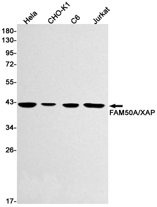 Rabbit Monoclonal Antibody to FAM50A