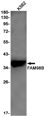 Rabbit Monoclonal Antibody to FAM98B