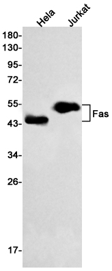 Rabbit Monoclonal Antibody to Fas