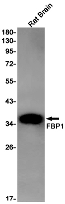 Rabbit Monoclonal Antibody to FBP1