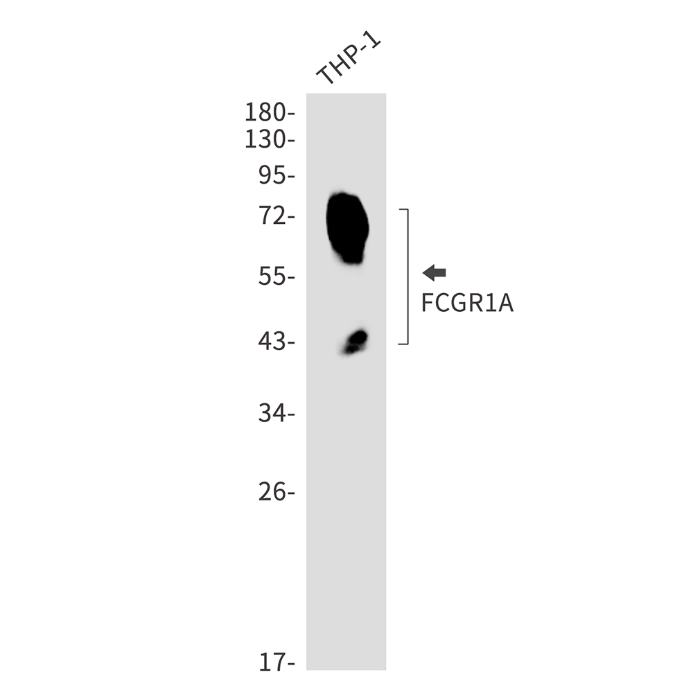 Rabbit Monoclonal Antibody to FCGR1A