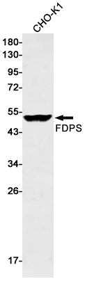 Rabbit Monoclonal Antibody to FDPS