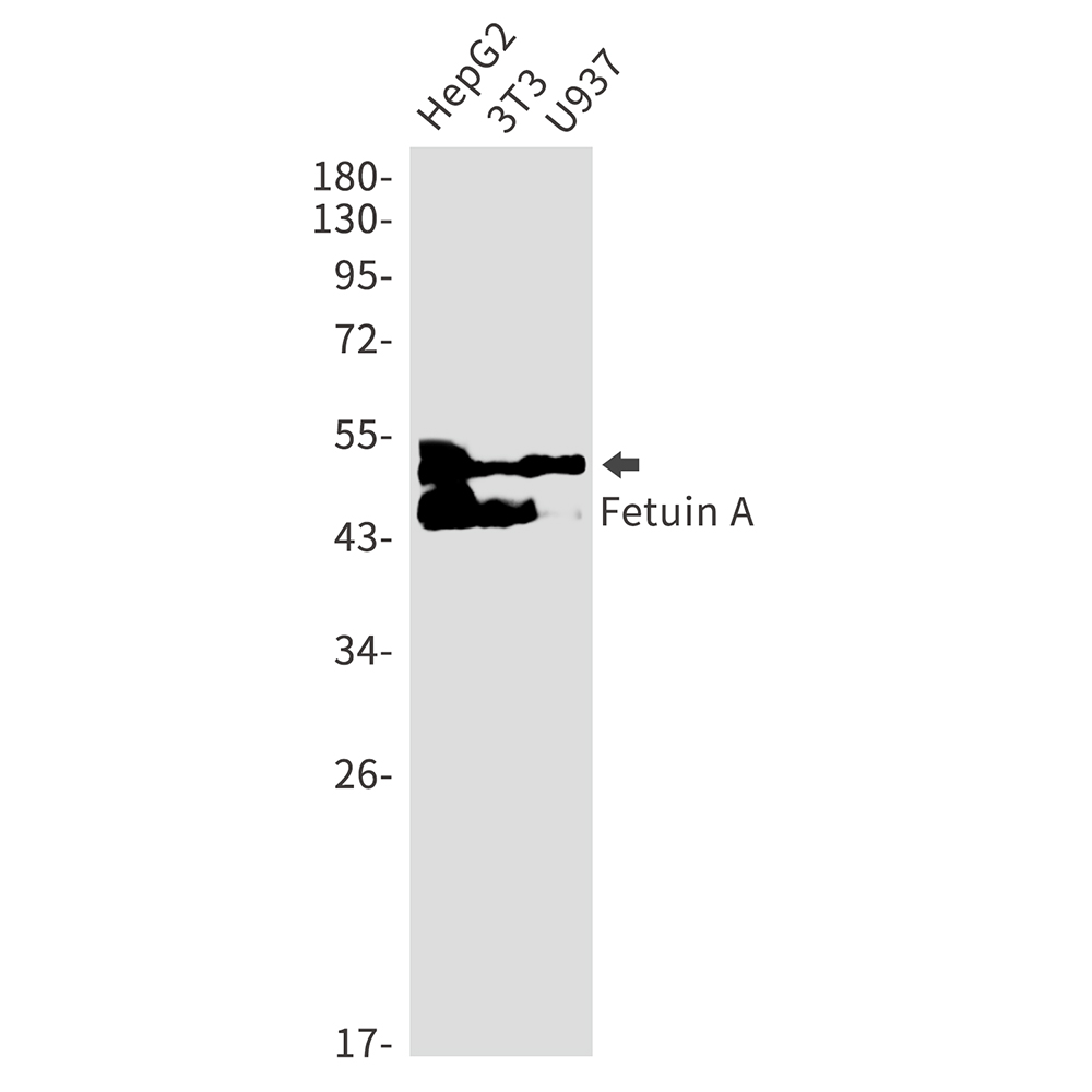 Rabbit Monoclonal Antibody to Fetuin A