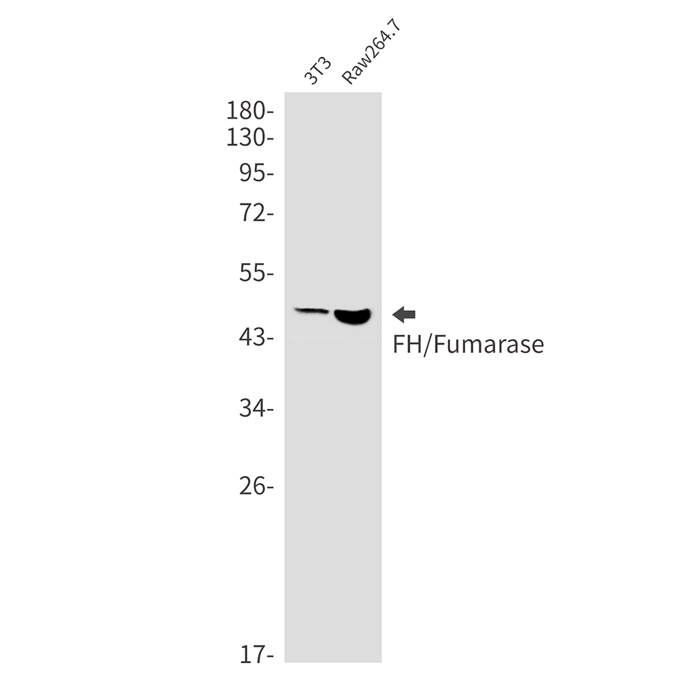 Rabbit Monoclonal Antibody to FH