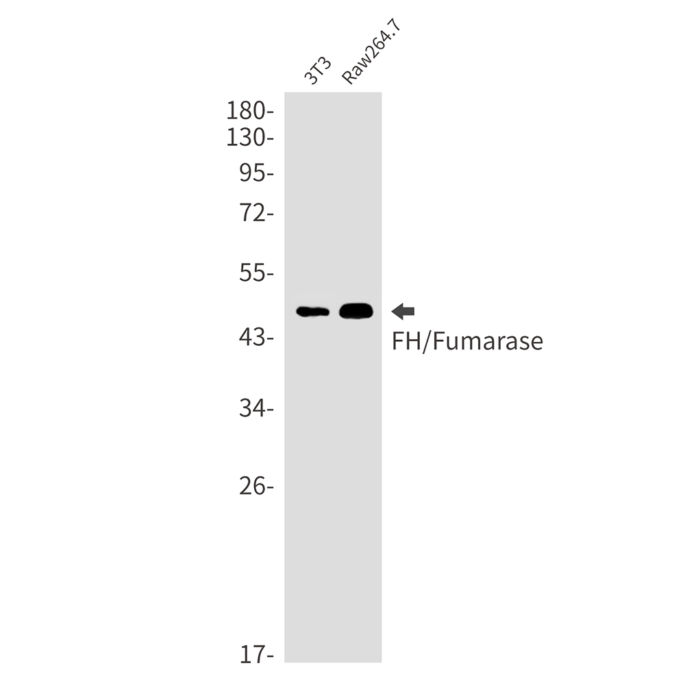 Rabbit Monoclonal Antibody to FH