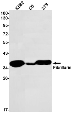 Rabbit Monoclonal Antibody to Fibrillarin