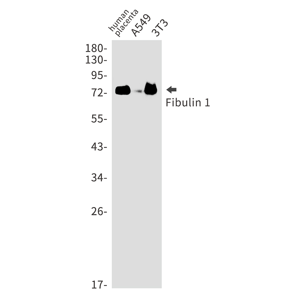 Rabbit Monoclonal Antibody to Fibulin 1
