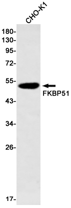 Rabbit Monoclonal Antibody to FKBP51