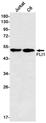 Rabbit Monoclonal Antibody to FLI1