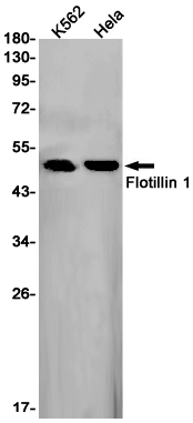 Rabbit Monoclonal Antibody to Flotillin 1