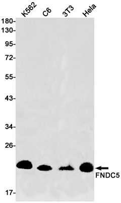 Rabbit Monoclonal Antibody to FNDC5